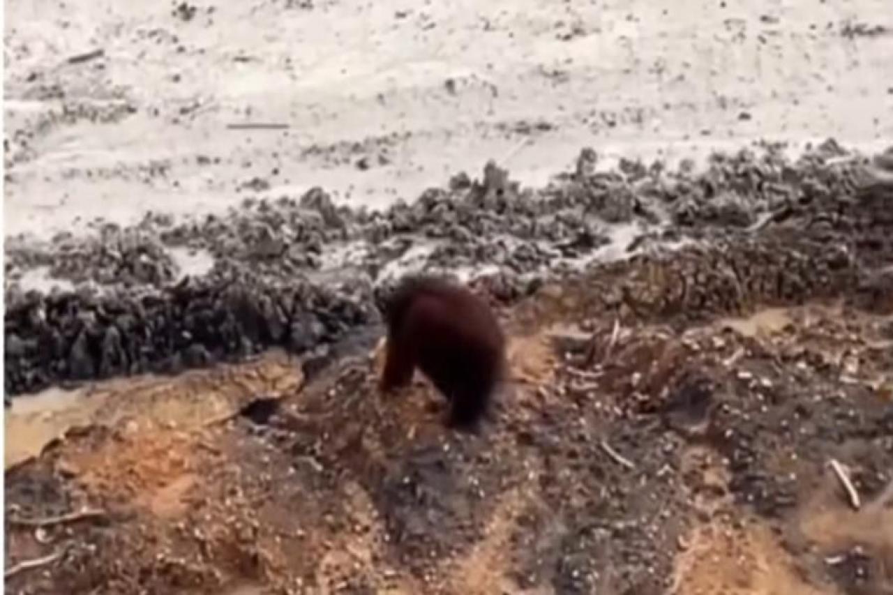 selamatkan_orangutan!_bksda_kaltim_kerahkan_tim_ke_area_tambang1_a68cc5d0-b326-4bf9-833c-586f9ddf6e0f.jpeg